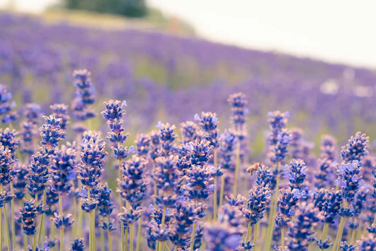 Aromatherapie mit einem Lavendelfeld 