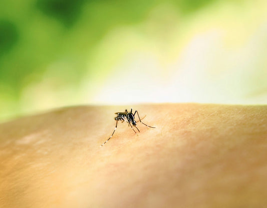 Mücke sticht in einen Arm